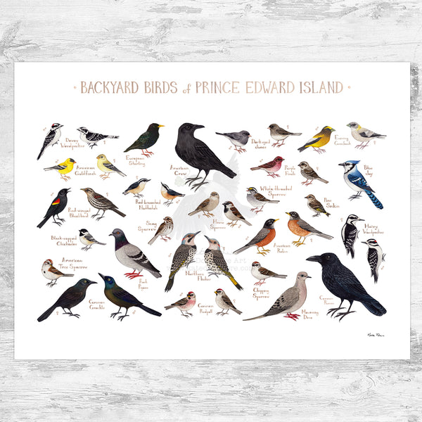 Prince Edward Island Backyard Birds Field Guide Art Print