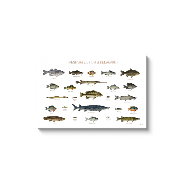 Delaware Freshwater Fish Ready to Hang Canvas Print