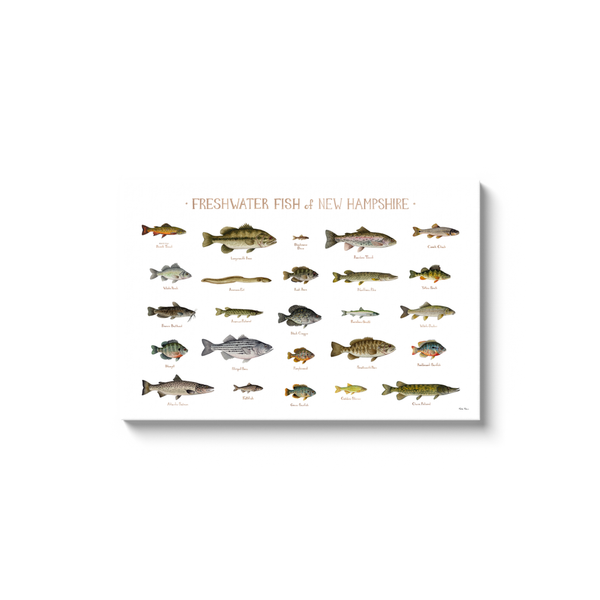 New Hampshire Freshwater Fish Ready to Hang Canvas Print