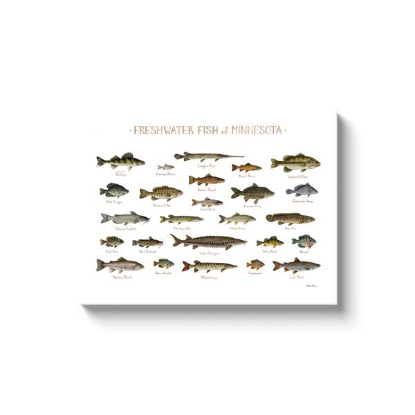 Minnesota Freshwater Fish Ready to Hang Canvas Print