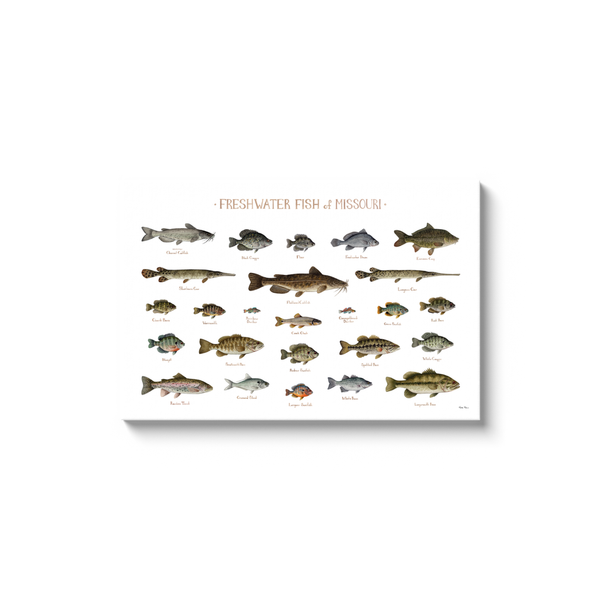Missouri Freshwater Fish Ready to Hang Canvas Print