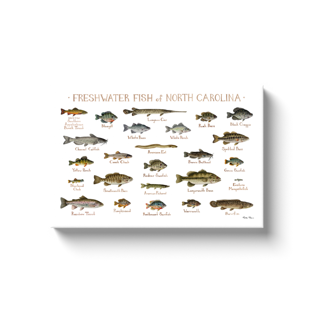 North Carolina Freshwater Fish Ready to Hang Canvas Print