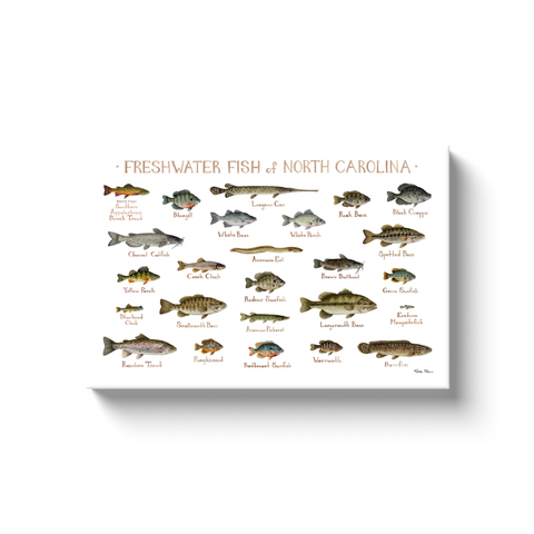 North Carolina Freshwater Fish Ready to Hang Canvas Print