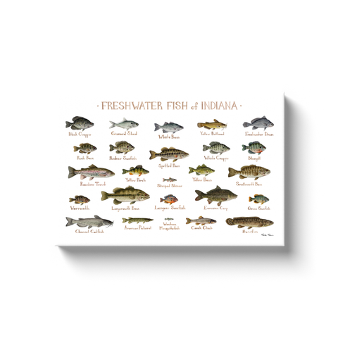 Indiana Freshwater Fish Ready to Hang Canvas Print