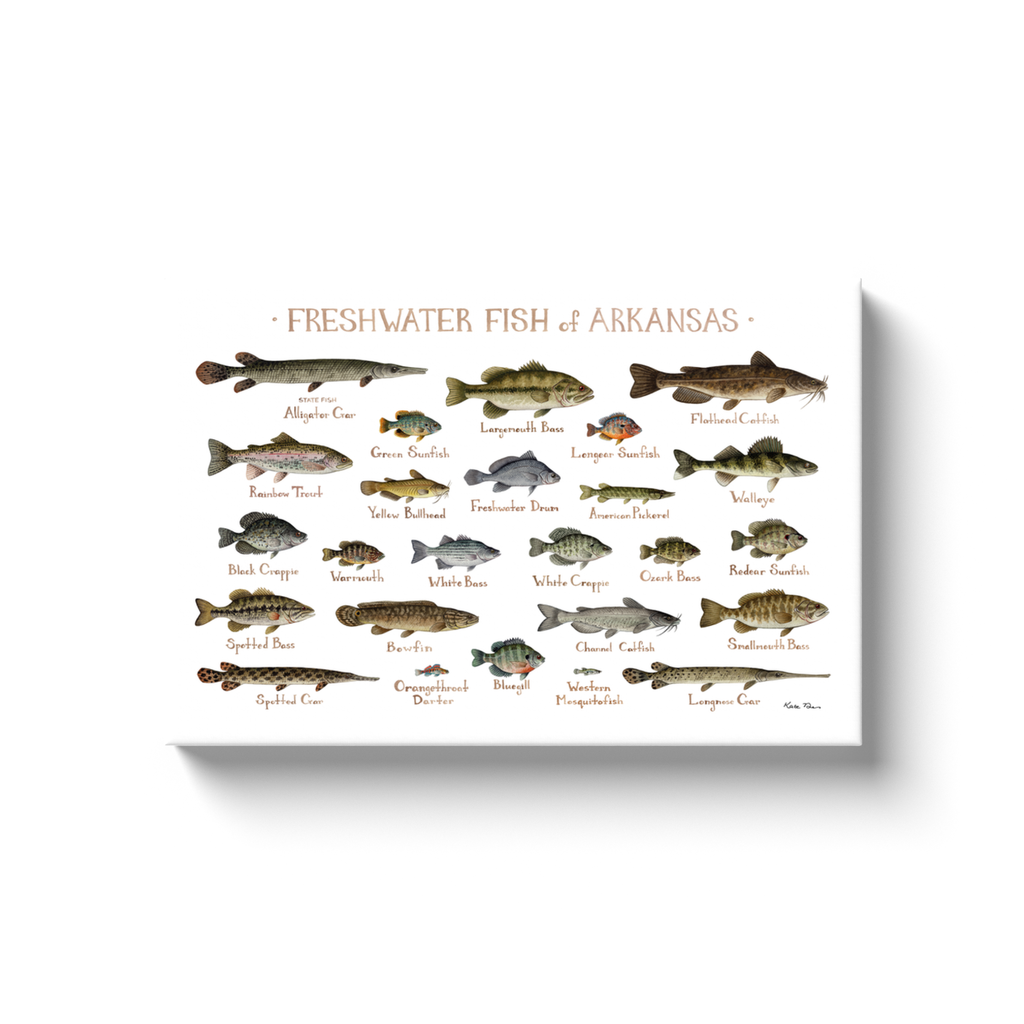 Arkansas Freshwater Fish Ready to Hang Canvas Print