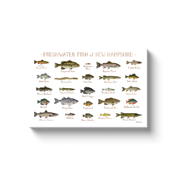 New Hampshire Freshwater Fish Ready to Hang Canvas Print