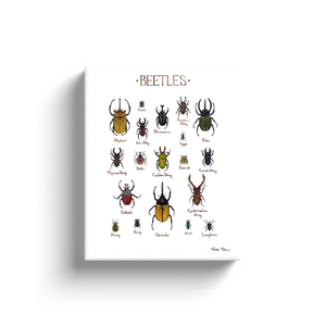 Beetles Ready to Hang Canvas Print