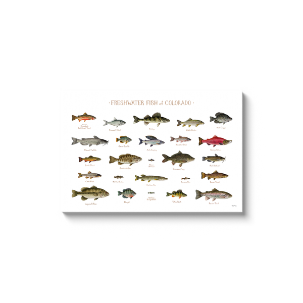 Colorado Freshwater Fish Ready to Hang Canvas Print