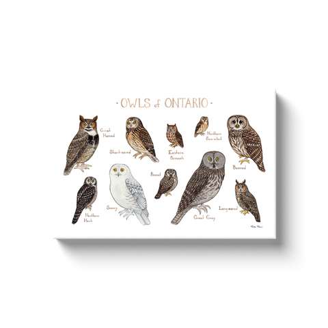 Ontario Owls Ready to Hang Canvas Print