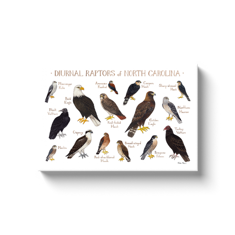 North Carolina Diurnal Raptors Ready to Hang Canvas Print