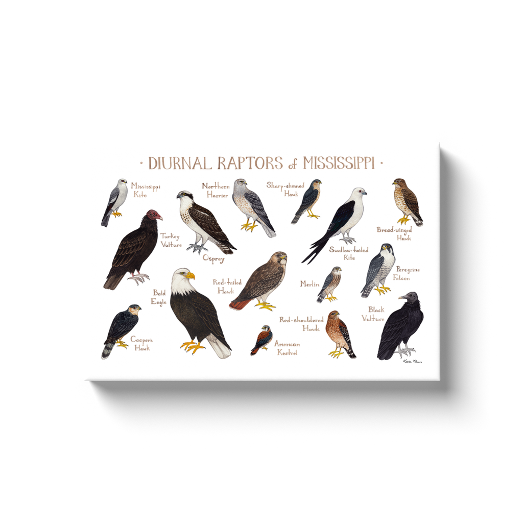 Mississippi Diurnal Raptors Ready to Hang Canvas Print