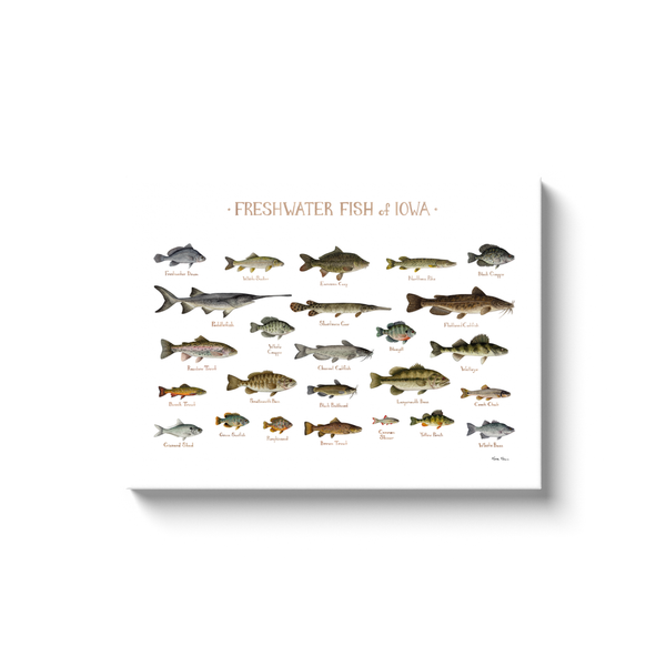 Iowa Freshwater Fish Ready to Hang Canvas Print