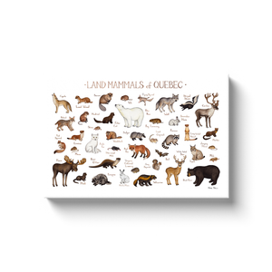 Quebec Land Mammals Ready to Hang Canvas Print