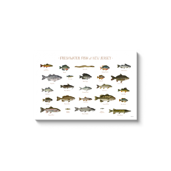New Jersey Freshwater Fish Ready to Hang Canvas Print