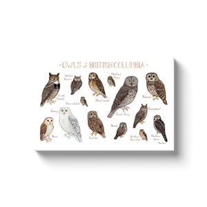 British Columbia Owls Ready to Hang Canvas Print