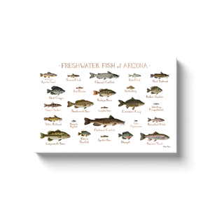 Arizona Freshwater Fish Ready to Hang Canvas Print