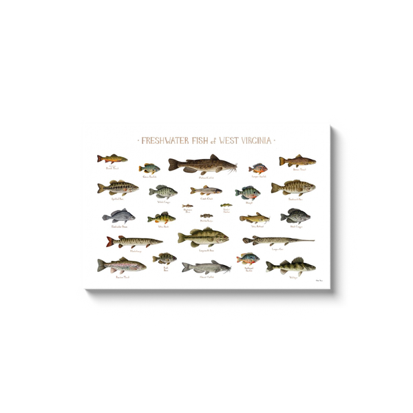 West Virginia Freshwater Fish Ready to Hang Canvas Print