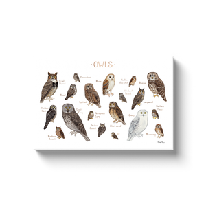 Owls of North America Ready to Hang Canvas Print