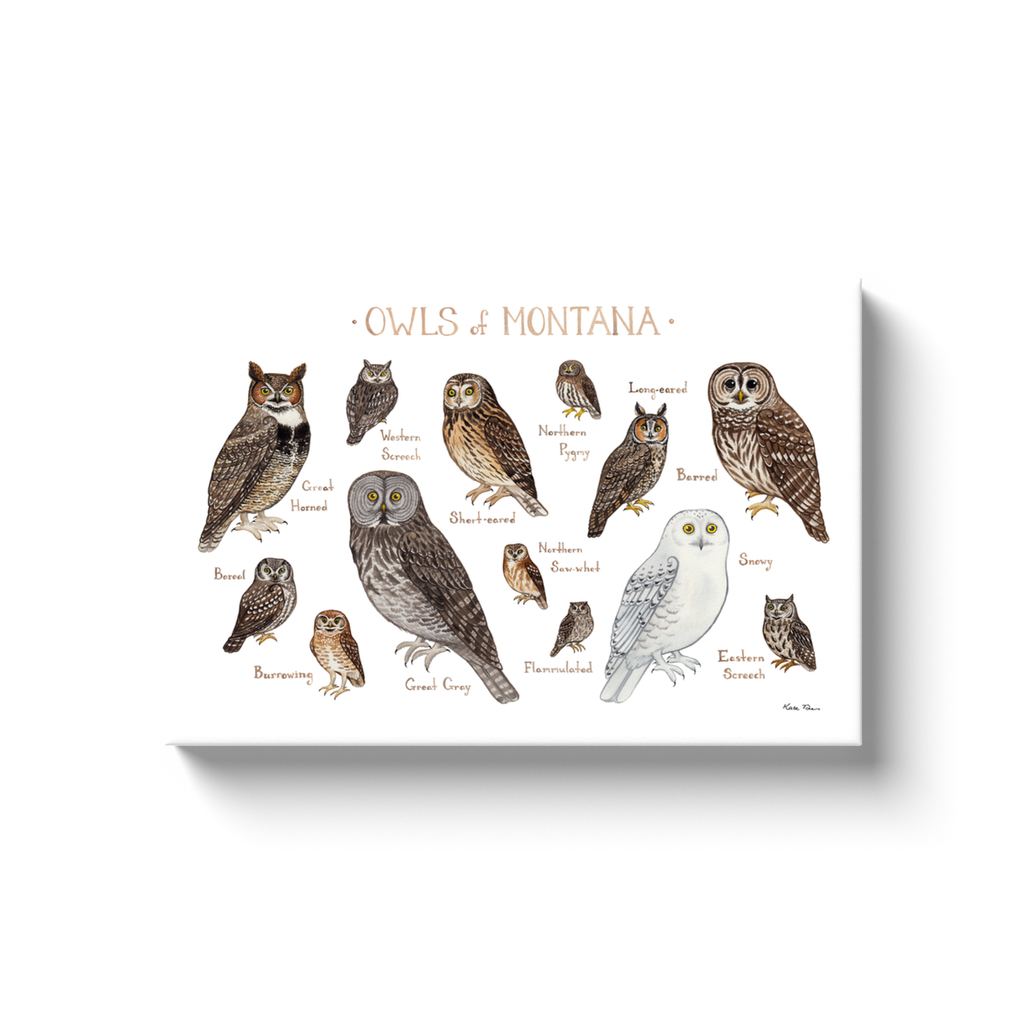 Montana Owls Ready to Hang Canvas Print