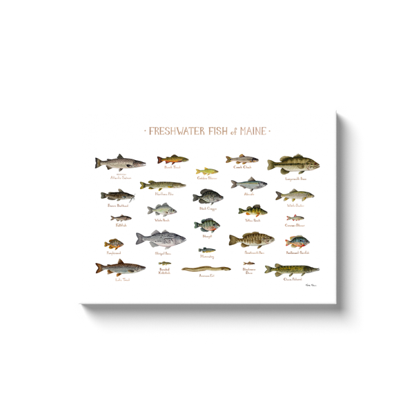 Maine Freshwater Fish Ready to Hang Canvas Print