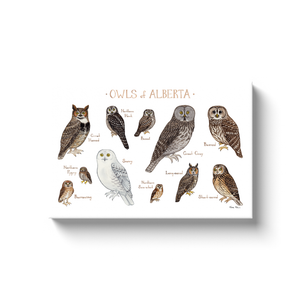 Alberta Owls Ready to Hang Canvas Print