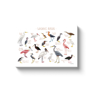 Wading Birds of North America Ready to Hang Canvas Print