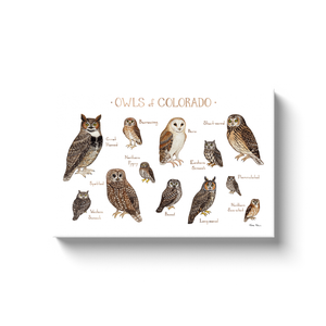 Colorado Owls Ready to Hang Canvas Print