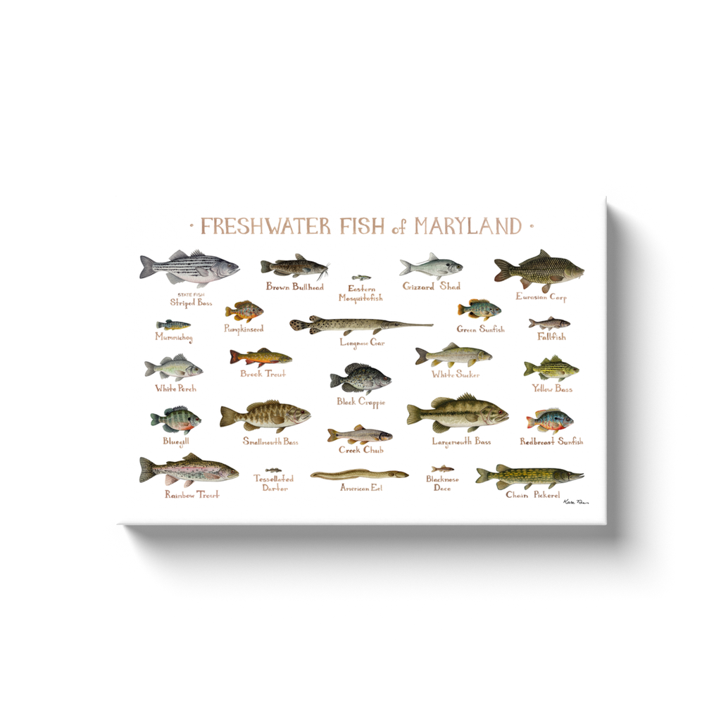 Maryland Freshwater Fish Ready to Hang Canvas Print