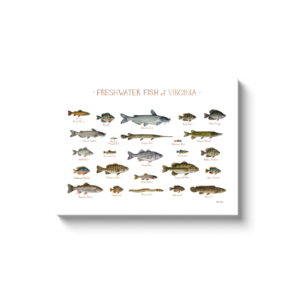 Virginia Freshwater Fish Ready to Hang Canvas Print