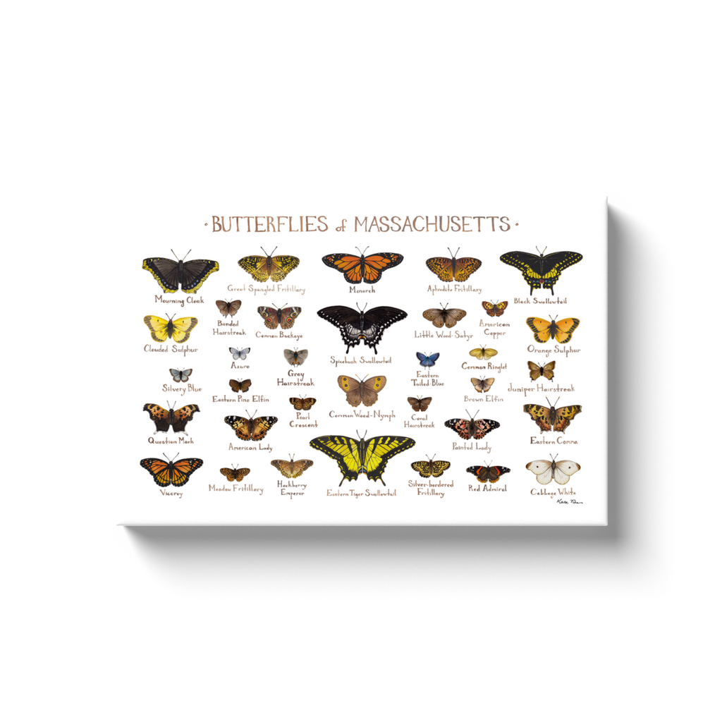 Massachusetts Butterflies Ready to Hang Canvas Print