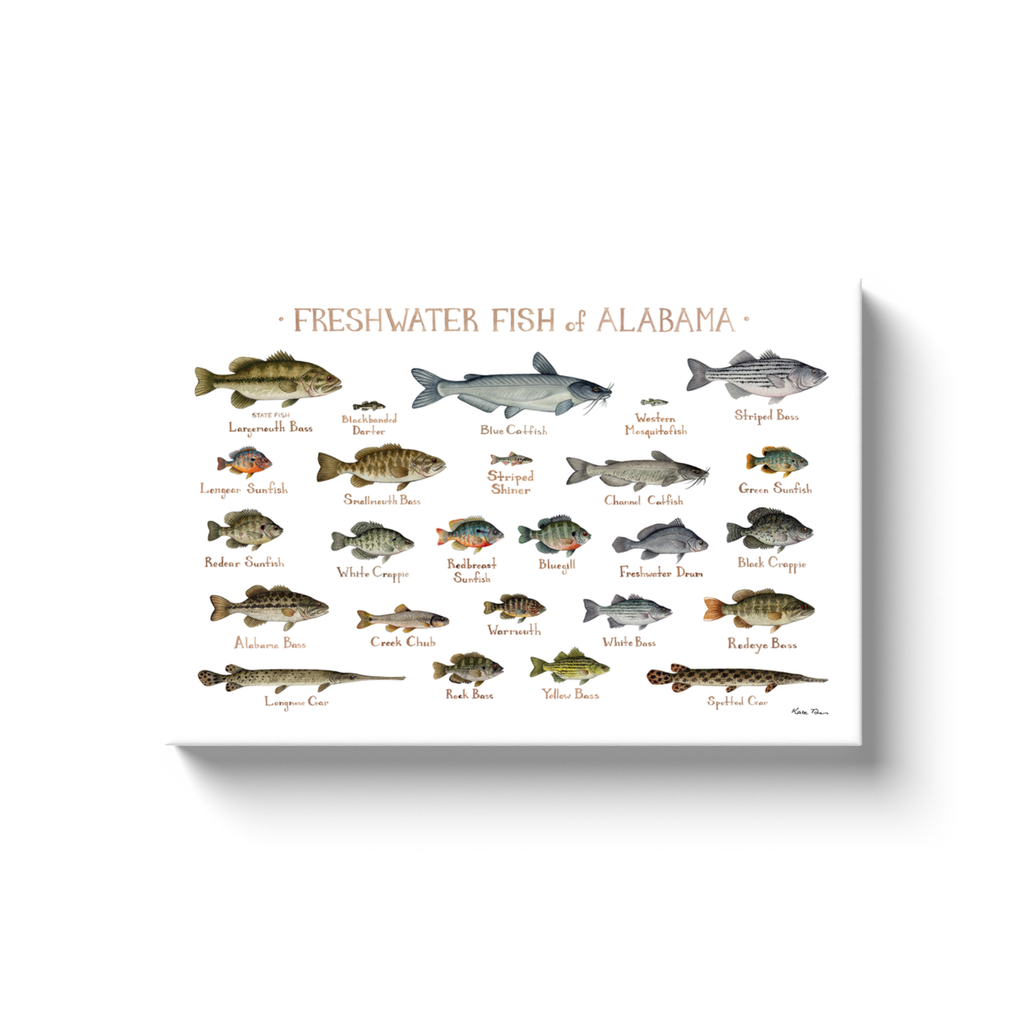 Alabama Freshwater Fish Ready to Hang Canvas Print