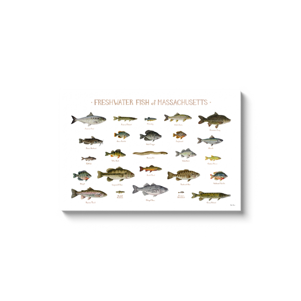 Massachusetts Freshwater Fish Ready to Hang Canvas Print