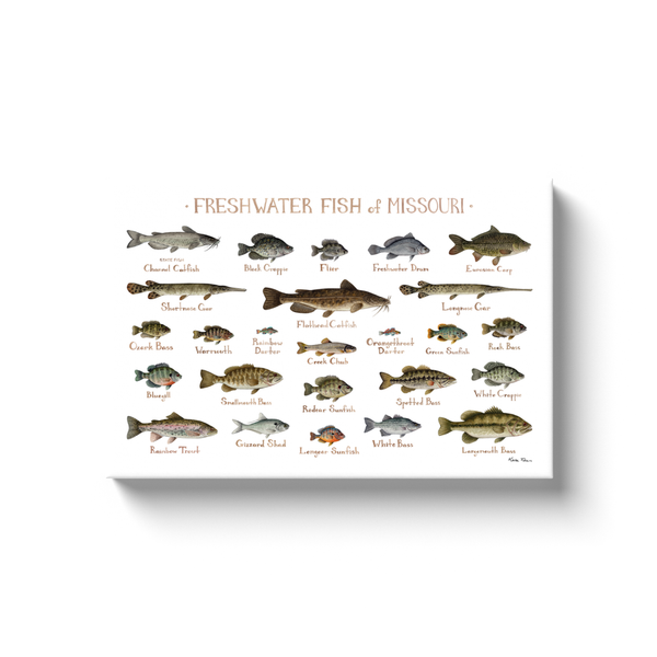 Missouri Freshwater Fish Ready to Hang Canvas Print