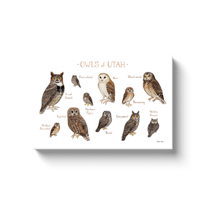 Utah Owls Ready to Hang Canvas Print