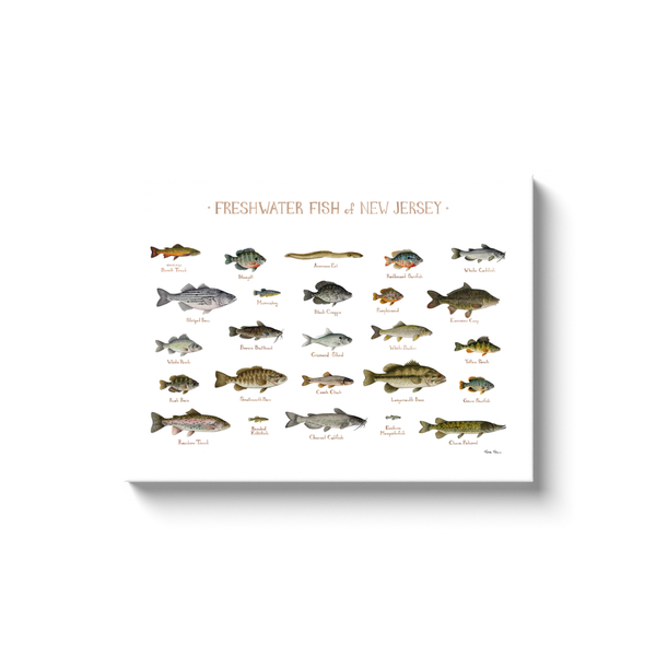 New Jersey Freshwater Fish Ready to Hang Canvas Print