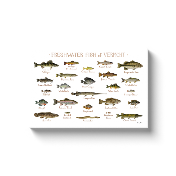 Vermont Freshwater Fish Ready to Hang Canvas Print