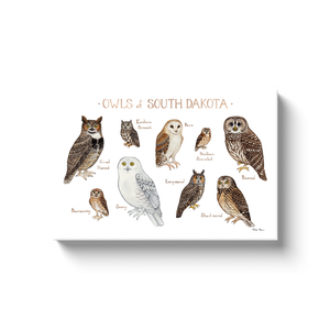 South Dakota Owls Ready to Hang Canvas Print