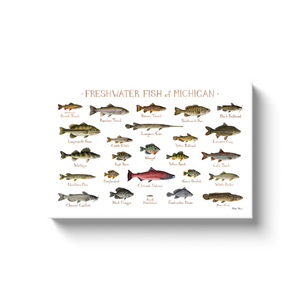 Michigan Freshwater Fish Ready to Hang Canvas Print