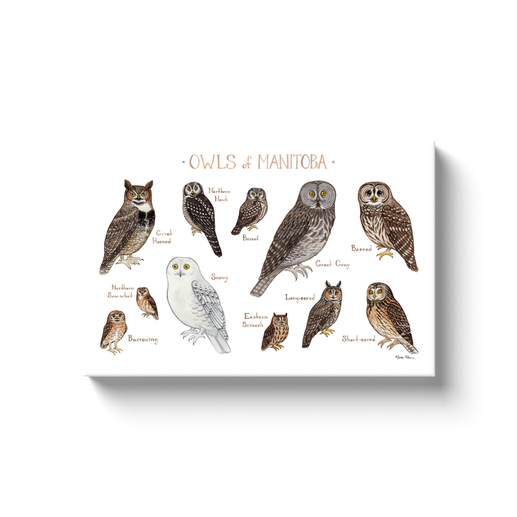 Manitoba Owls Ready to Hang Canvas Print