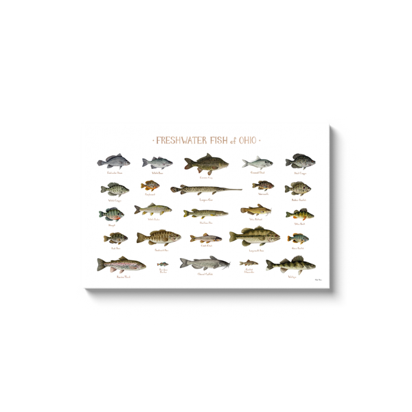 Ohio Freshwater Fish Ready to Hang Canvas Print