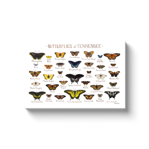 Tennessee Butterflies Ready to Hang Canvas Print