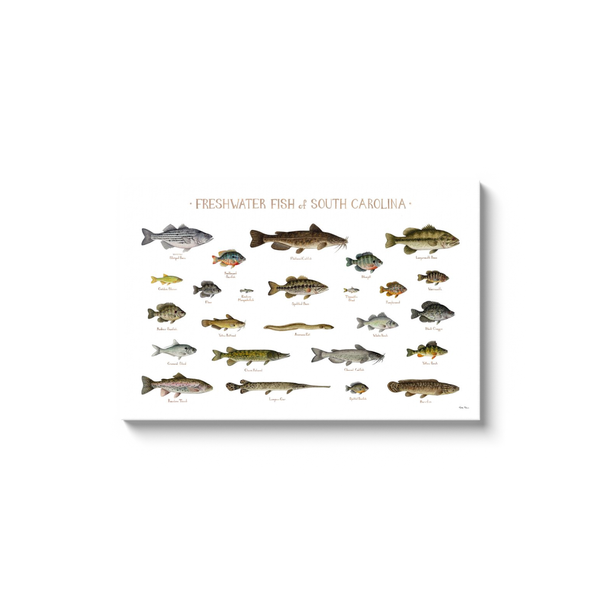 South Carolina Freshwater Fish Ready to Hang Canvas Print