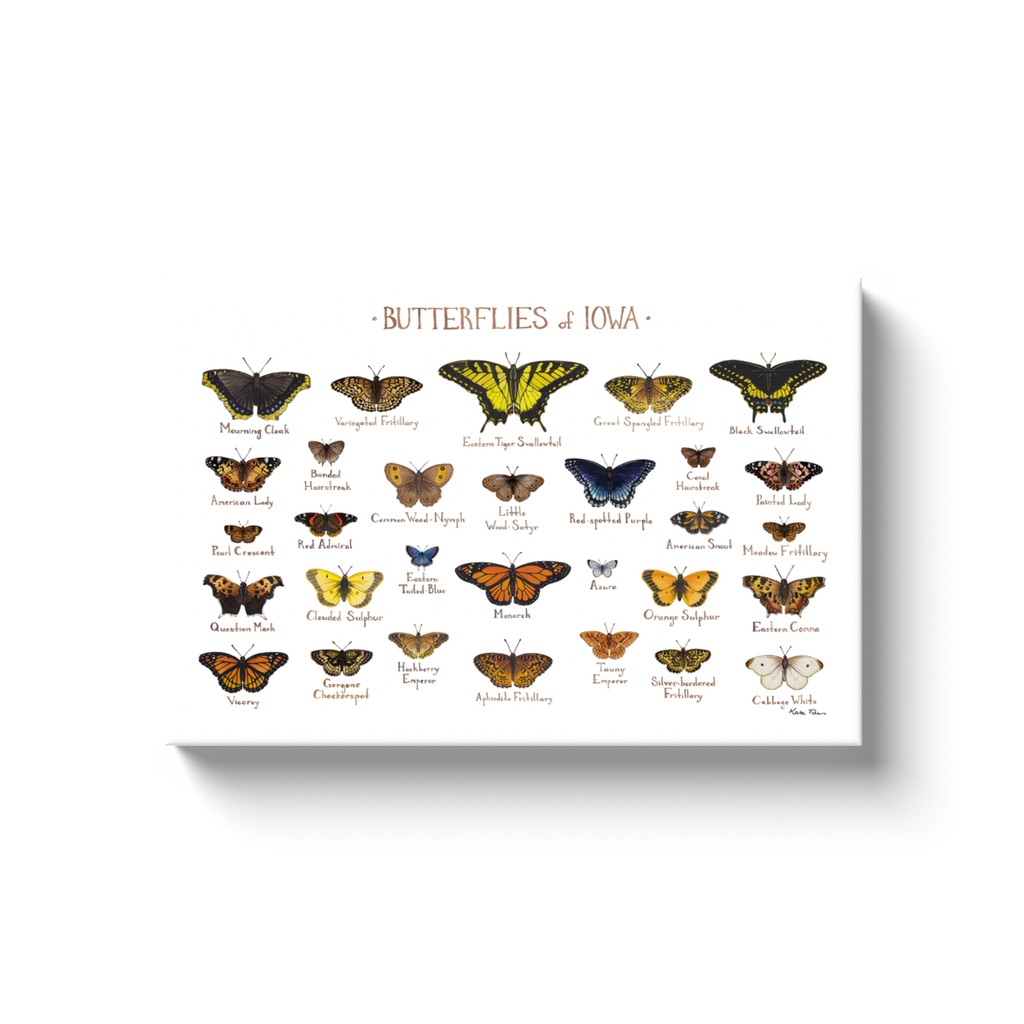 Iowa Butterflies Ready to Hang Canvas Print