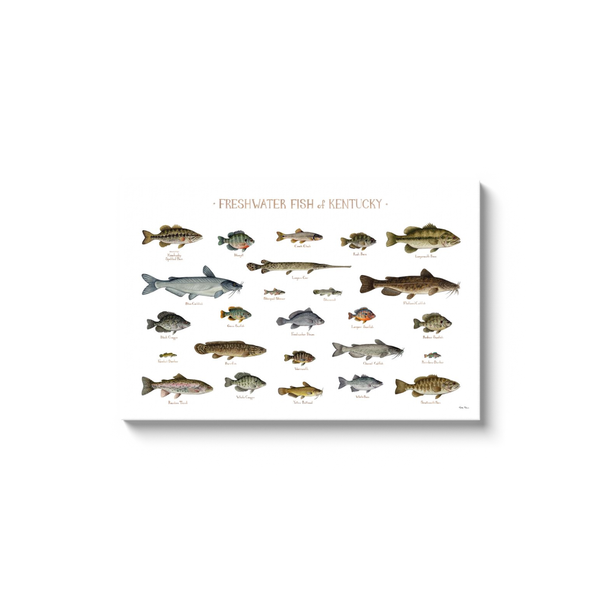 Kentucky Freshwater Fish Ready to Hang Canvas Print