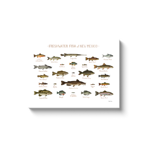 New Mexico Freshwater Fish Ready to Hang Canvas Print