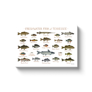 Tennessee Freshwater Fish Ready to Hang Canvas Print