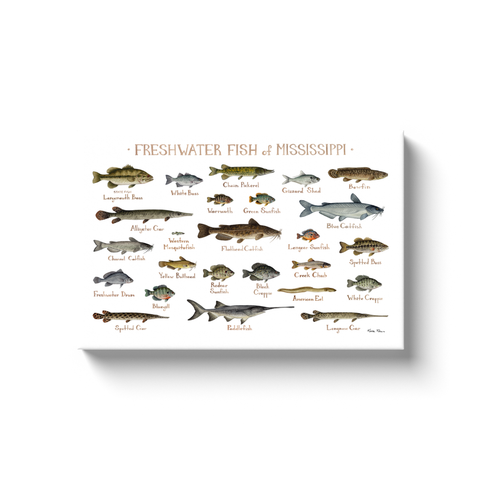 Mississippi Freshwater Fish Ready to Hang Canvas Print