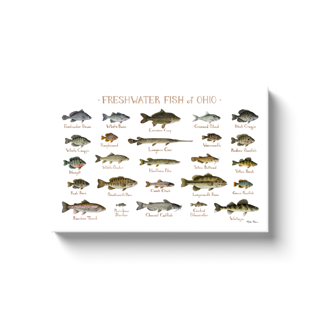 Ohio Freshwater Fish Ready to Hang Canvas Print
