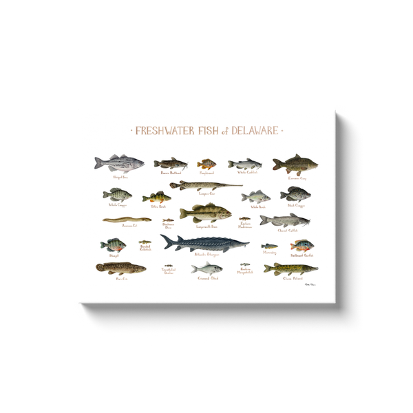 Delaware Freshwater Fish Ready to Hang Canvas Print