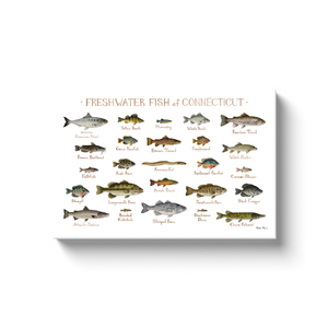 Connecticut Freshwater Fish Ready to Hang Canvas Print